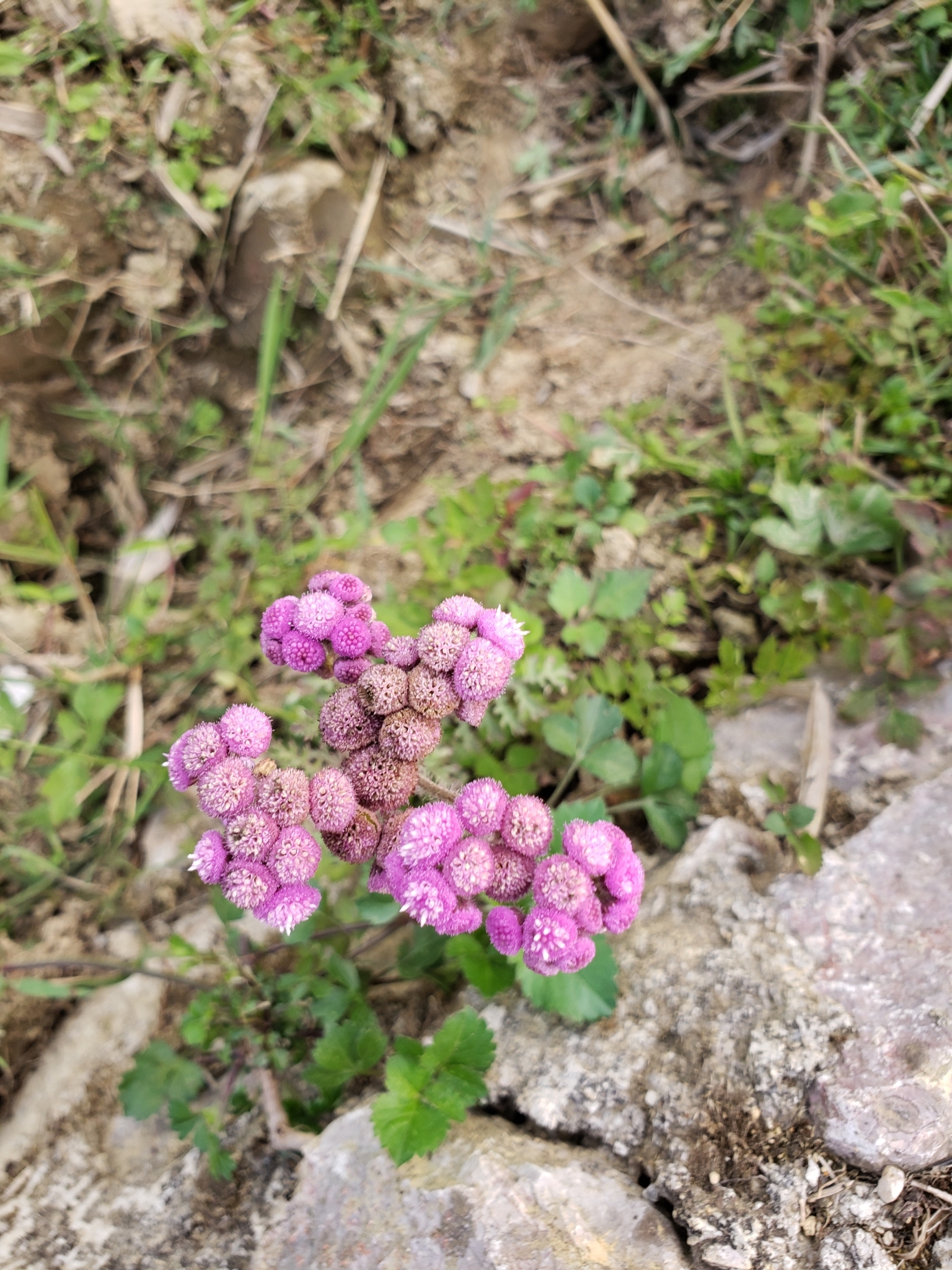 Cyathocline purpurea (Cyathocline purpurea)