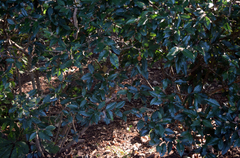 Viburnum × burkwoodii