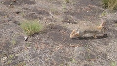 Sylvilagus cunicularius