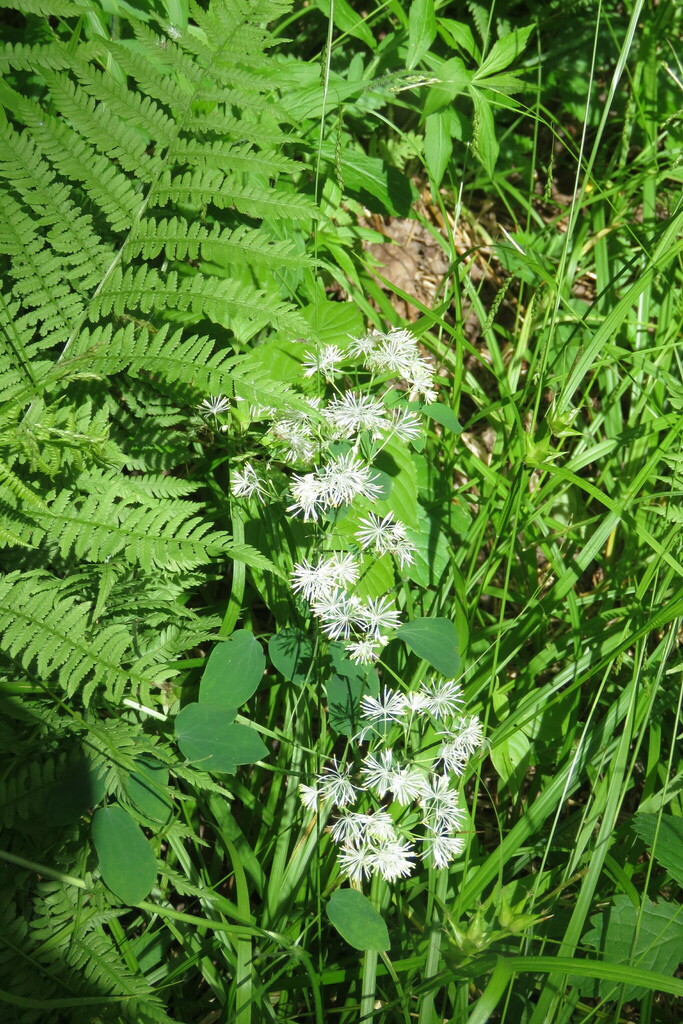 tall meadowrue from 146 Brookside Rd, Westford, VT 05494, USA on June