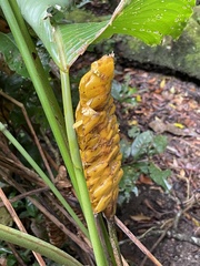 Calathea crotalifera image