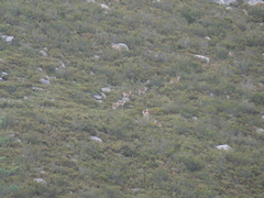 Capra pyrenaica victoriae