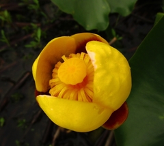 Nuphar variegata