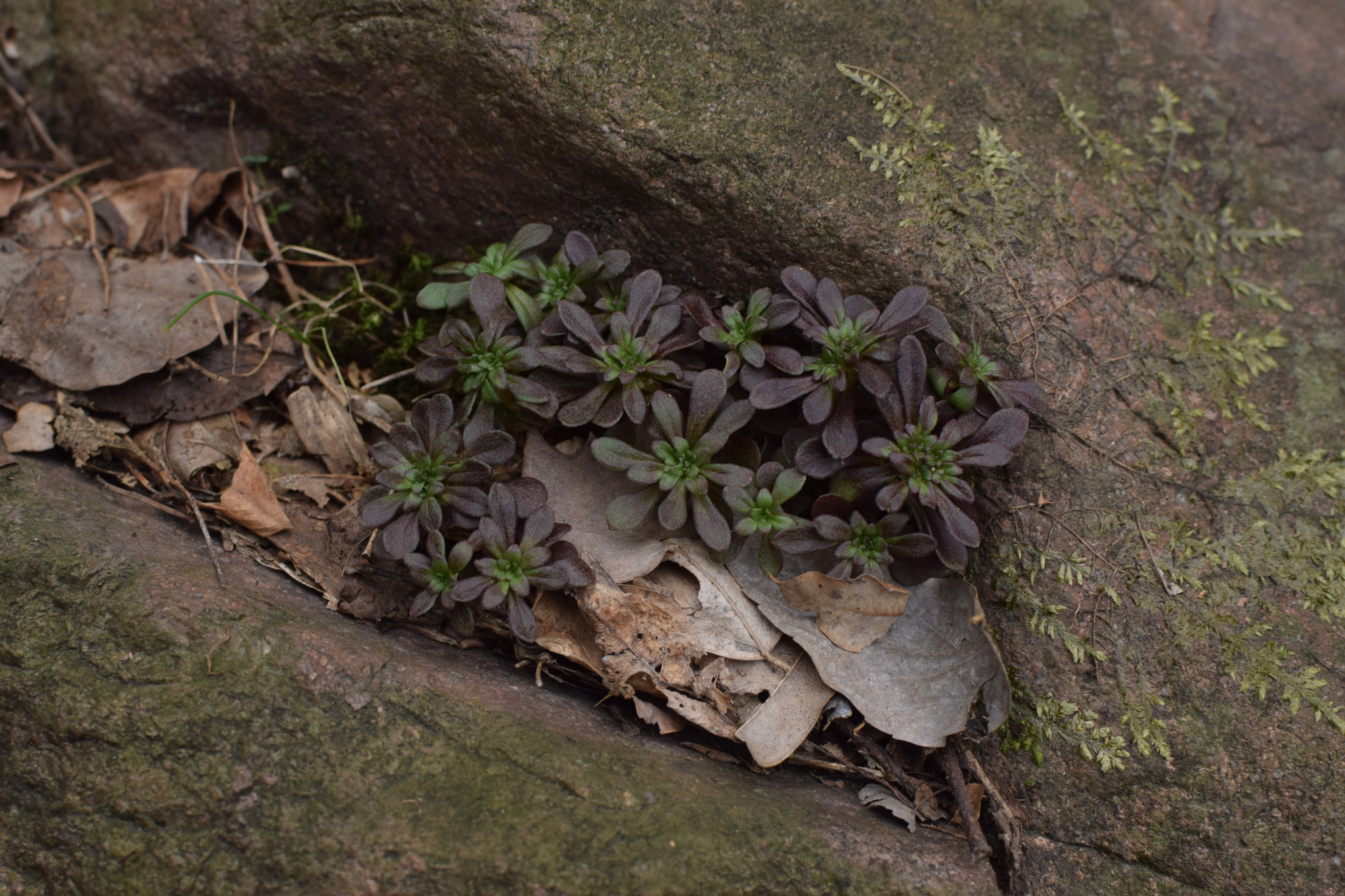 Sedum Alfredii Hance