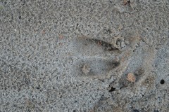 Sus scrofa domesticus