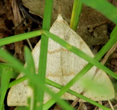 Petrophora subaequaria