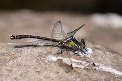 Octogomphus specularis