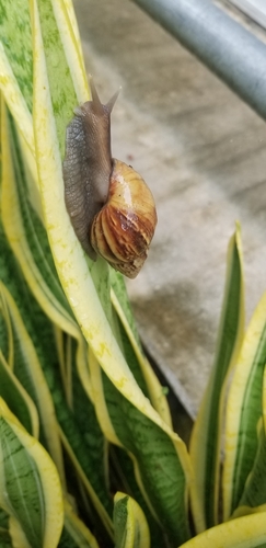 Achatina fulica observed 2023-03-06
