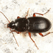 Pterostichus commutabilis - Photo (c) Tom Murray, some rights reserved (CC BY-NC), uploaded by Tom Murray