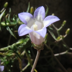 Wahlenbergia oxyphylla