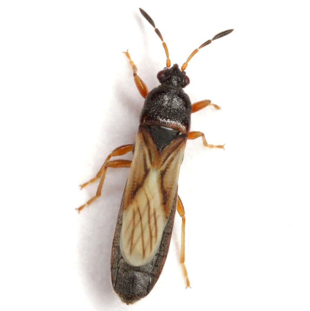 Wheat Chinch-bugs