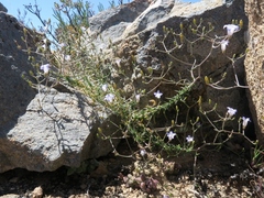Wahlenbergia oxyphylla