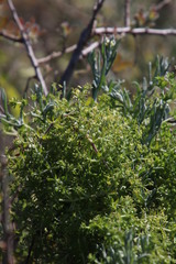 Galium tomentosum