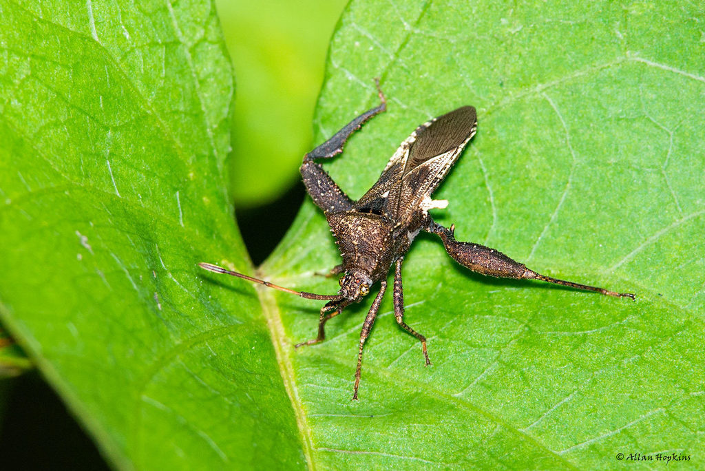 Acanthocerini