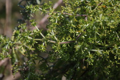 Galium tomentosum