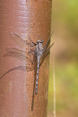 Tachopteryx thoreyi