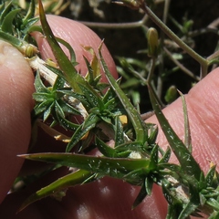 Wahlenbergia oxyphylla