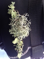 Pseudevernia cladonia