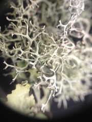 Pseudevernia cladonia