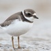 Ringed Plovers and Allies - Photo (c) Oliver Burrus, some rights reserved (CC BY-NC-ND), uploaded by Oliver Burrus