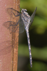 Tachopteryx thoreyi