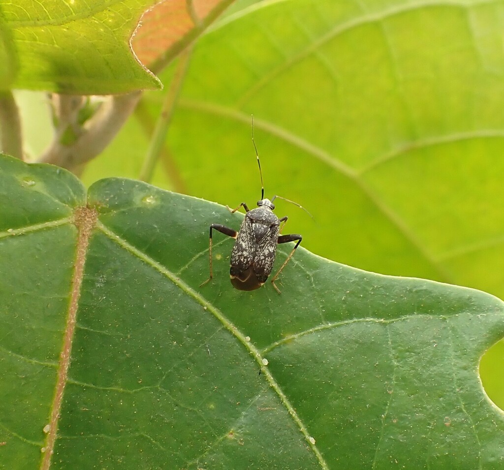 Plant Bugs from Kanungu, Uganda on February 22, 2023 at 02:31 PM by ...