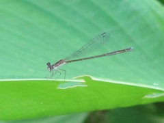 Nehalennia pallidula