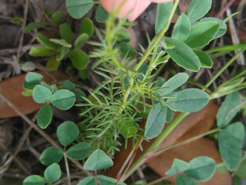 Thymophylla tenuiloba