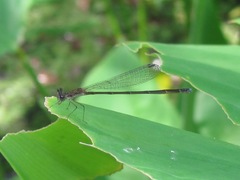 Nehalennia pallidula