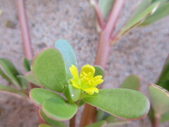 Portulaca oleracea image