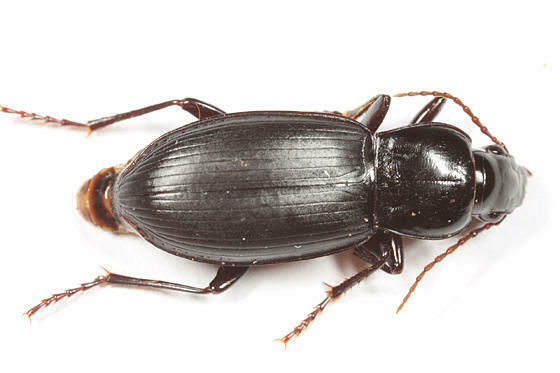 Pterostichus ordinarius