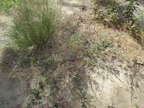 Image of Indigofera auricoma by no rights reserved