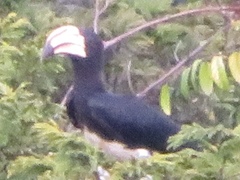 Lophoceros fasciatus