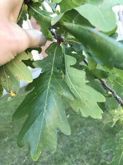 Quercus robur