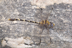 Progomphus borealis