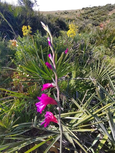 Gladiolus communis image