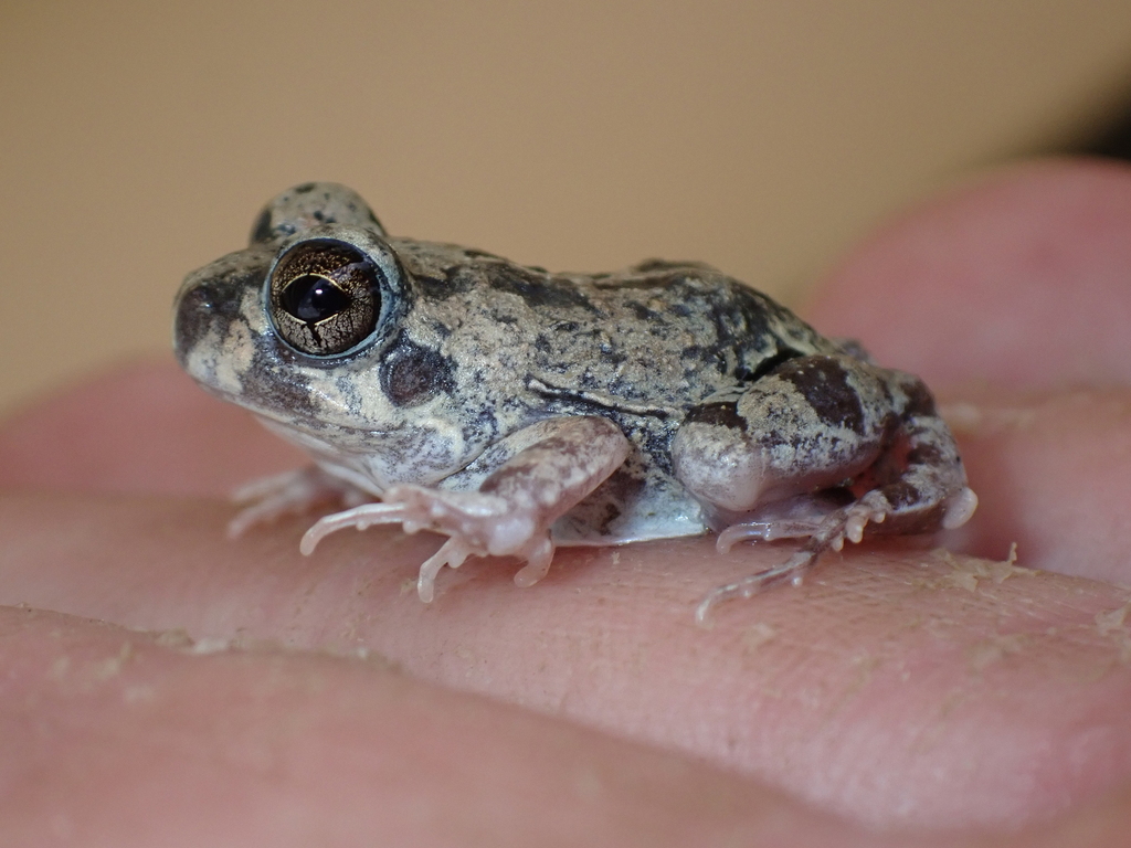 Colombian Four-eyed Frog from Kralendijk, Caribbean Netherlands on ...