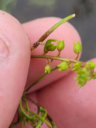 Image of Lepidium acutidens by (c) Konshau Duman, some rights reserved (CC BY)