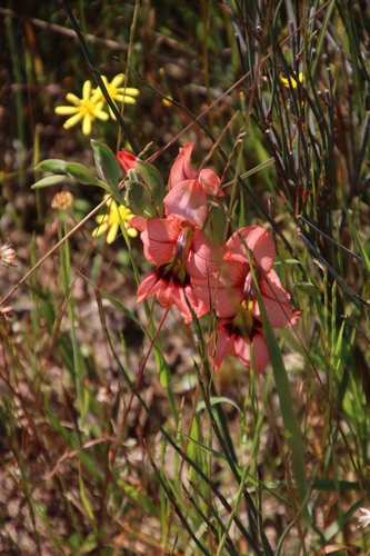 Image of Gladiolus meliusculus by (c) Tony Rebelo, some rights reserved (CC BY-SA)