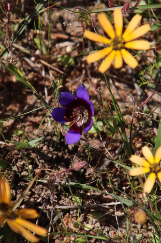 Image of Geissorhiza monanthos by (c) Tony Rebelo, some rights reserved (CC BY-SA)