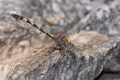 Progomphus borealis