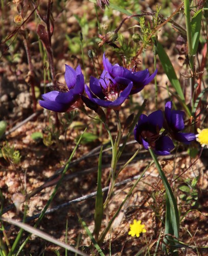 Image of Geissorhiza monanthos by (c) Tony Rebelo, some rights reserved (CC BY-SA)