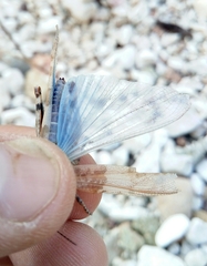 Sphingonotus corsicus