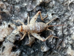 Gryllomorpha