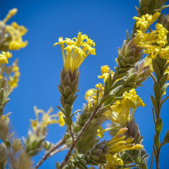 Lasiosiphon polyanthus