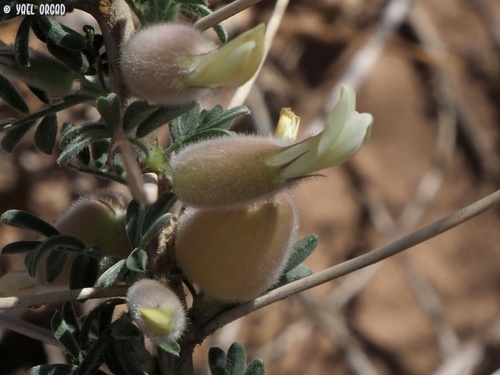 Astragalus spinosus