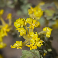 Lasiosiphon polyanthus