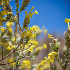 Lasiosiphon polyanthus