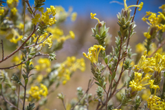 Lasiosiphon polyanthus
