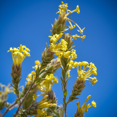 Lasiosiphon polyanthus